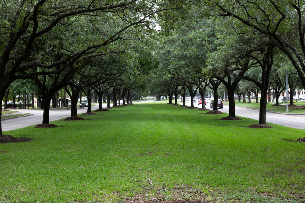 Tree-lined esplanade in Kingwood, Texas, the Livable Forest