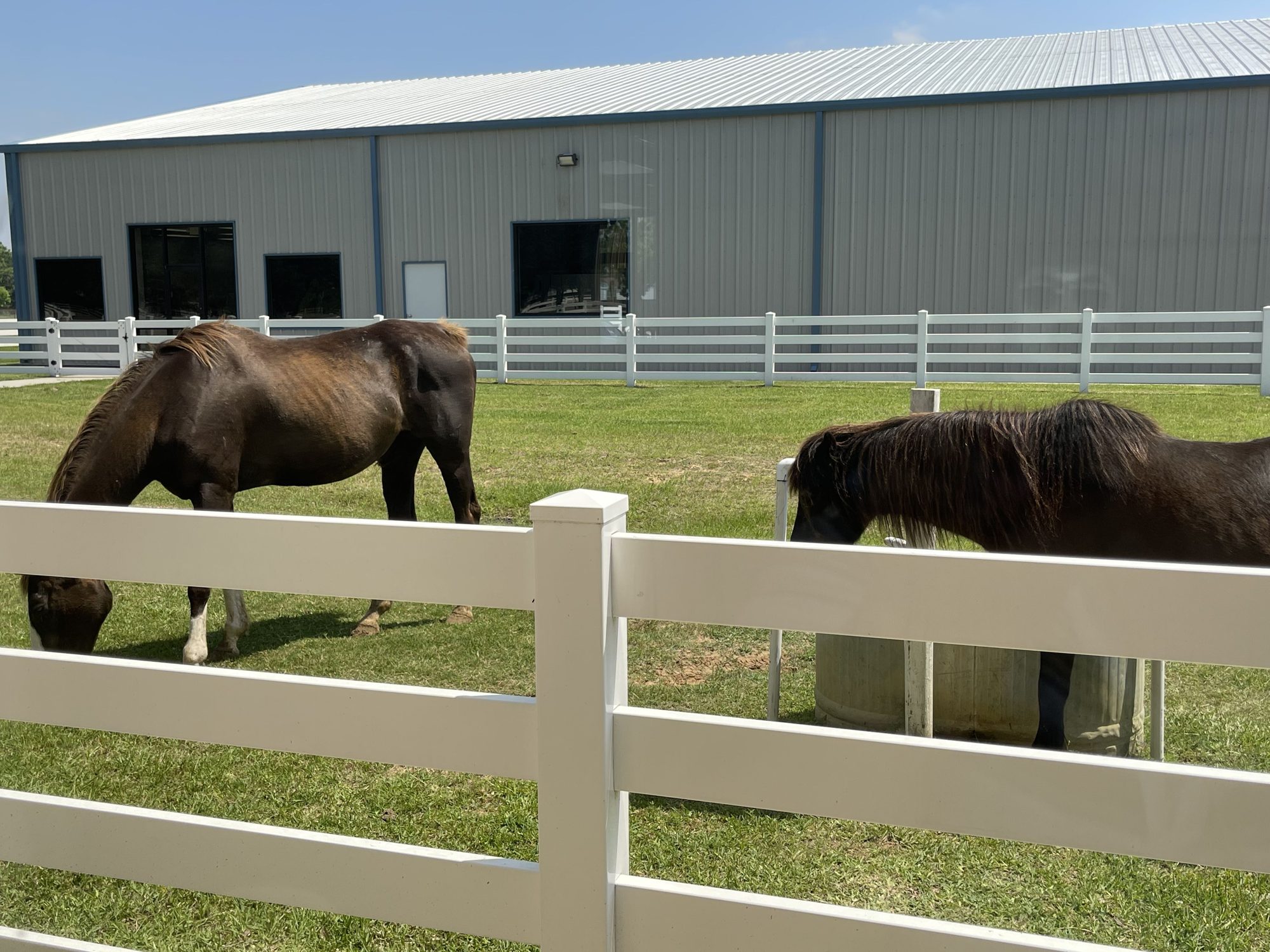 Two horses grazing behind a white ranch fence in the Cy-Fair area of northwest Houston