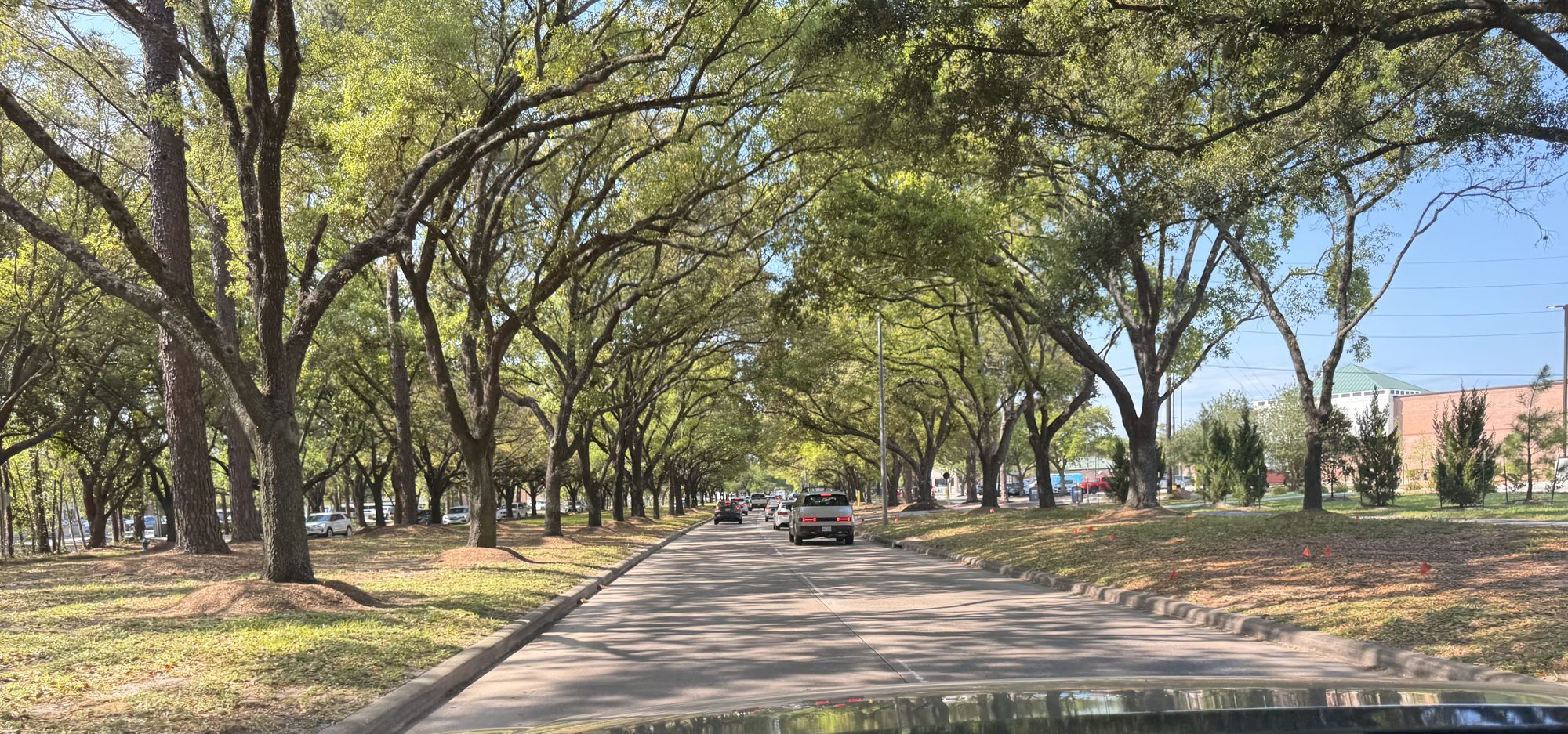 Tree-lined Kingwood Drive boulevard in Kingwood Texas