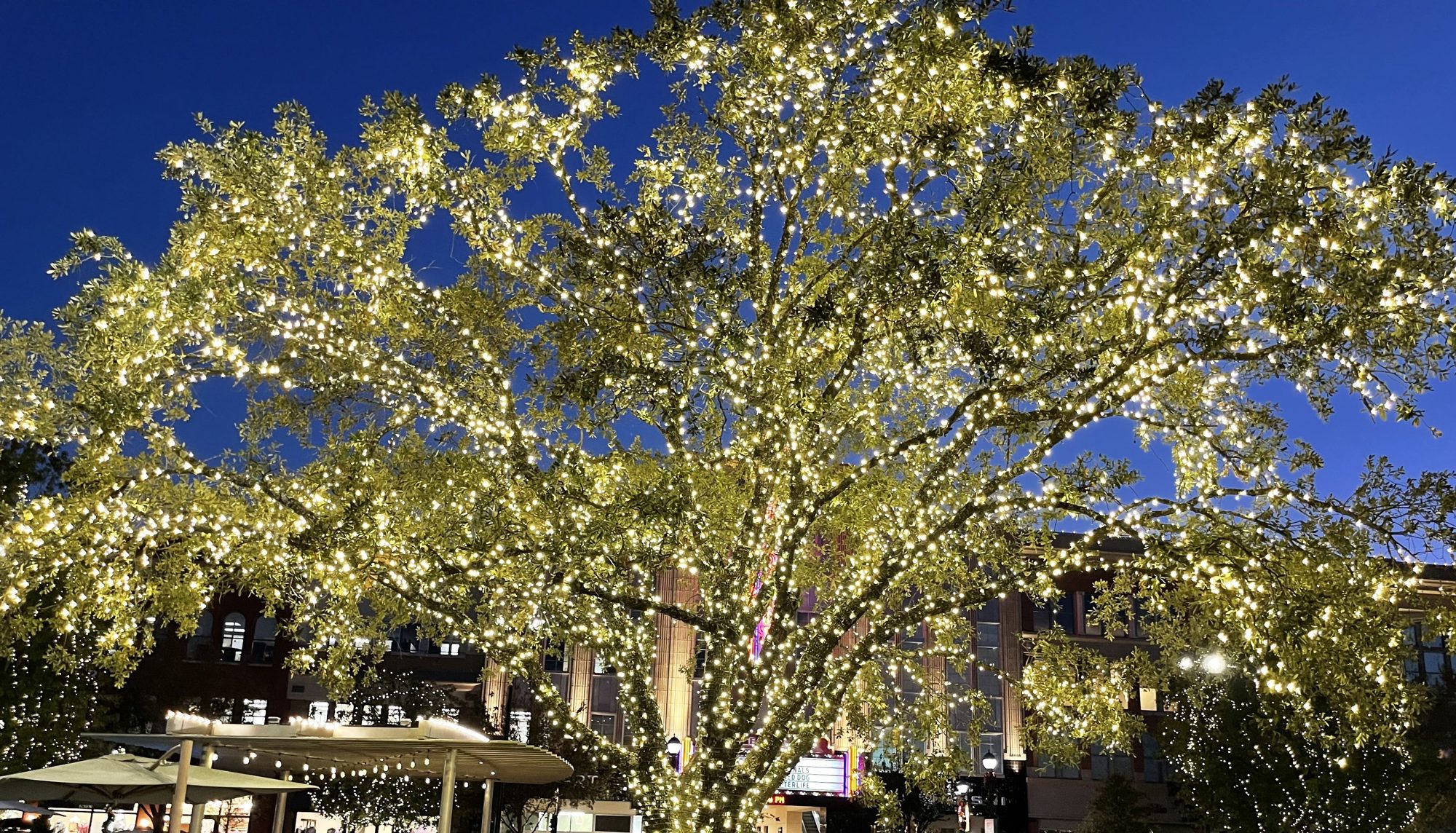 Oak tree wrapped in lights at Market Street in The Woodlands Texas